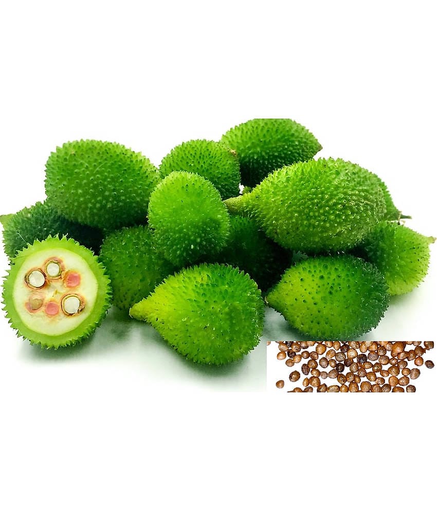 Spiny Gourd Kantola - Kankoda Vegetable Seeds (Pack of 20 Seeds ) + cocopeat soil free