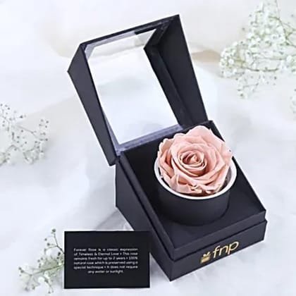 Forever Pink Color Rose
