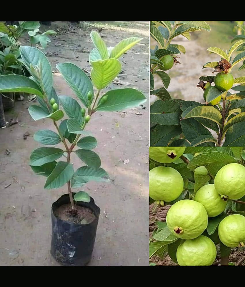Cloud Farm Outdoor Guava Fruit Plant Pack of 1