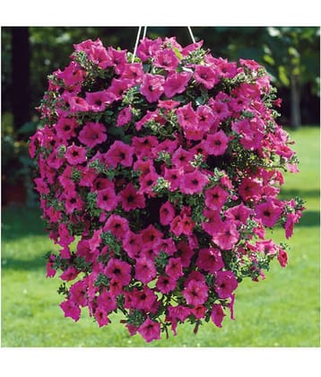 Petunia Double Madness Kitchen Garden - Garden Flower Seeds