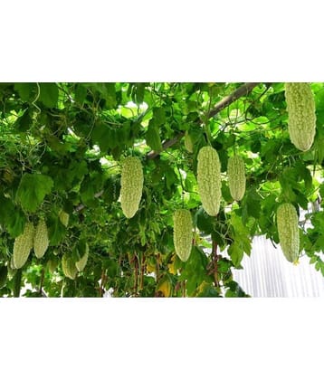homeagro - Bitter Gourd Vegetable ( 20 Seeds )