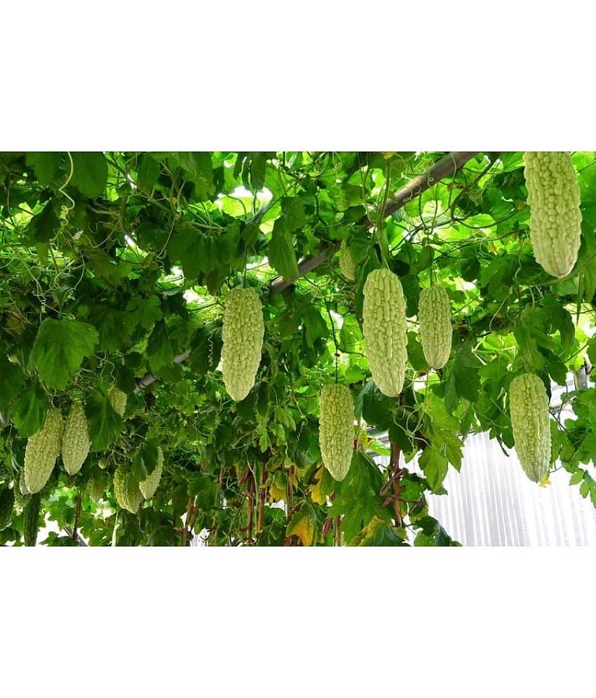 homeagro - Bitter Gourd Vegetable ( 20 Seeds )