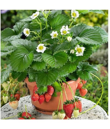 Matrix Hybrid Strawberry Seeds for Garden/Pot