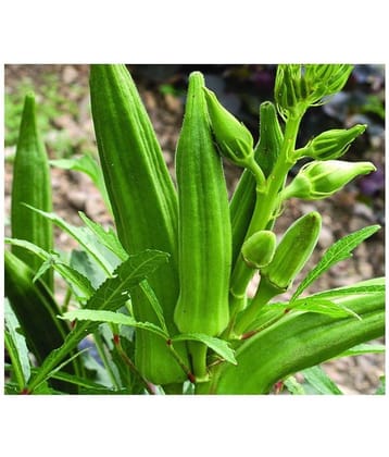 Lady Finger Seeds Pack Of 50 Exotic Seeds