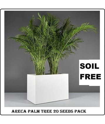 ARECA PALM ORNAMENTAL TREE 20+ SEEDS PACK WITH FREE POTTING SOIL AND USER MANUAL FOR INDOOR AND OUTDOOR HOME AND TERRACE GARDENING USE LOW PRICE AT SNAPDEAL ONLINE SHOP
