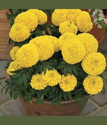 Jignisha Seeds African Marigold Flower ( 50 Seeds )
