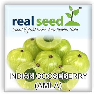 Real Seed Indian Gooseberry (Amla) Hybrid Herb Seeds