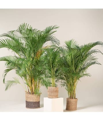 homeagro - Areca palm Plant ( 5 Seeds )