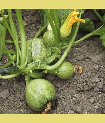 LiveNature Summer Squash / Indian Pumpkin / Chappan Kaddu Seeds | Vegetable Plant Seeds for Home Garden & Terrace – Pack of 100 Seeds