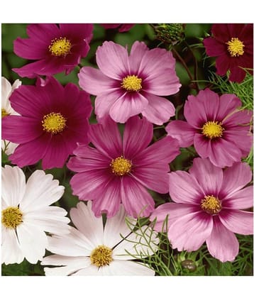 Cosmos Flower Best Mixed Plant Seeds For Home Garden | Pack of 20 Seeds