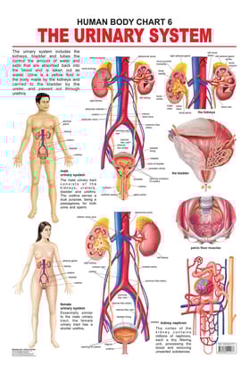 The Urinary System Wall Chart (Human Body Chart) - Both Side Hard Laminated (Size 48 x 73 cm) [Poster] Dreamland Publications