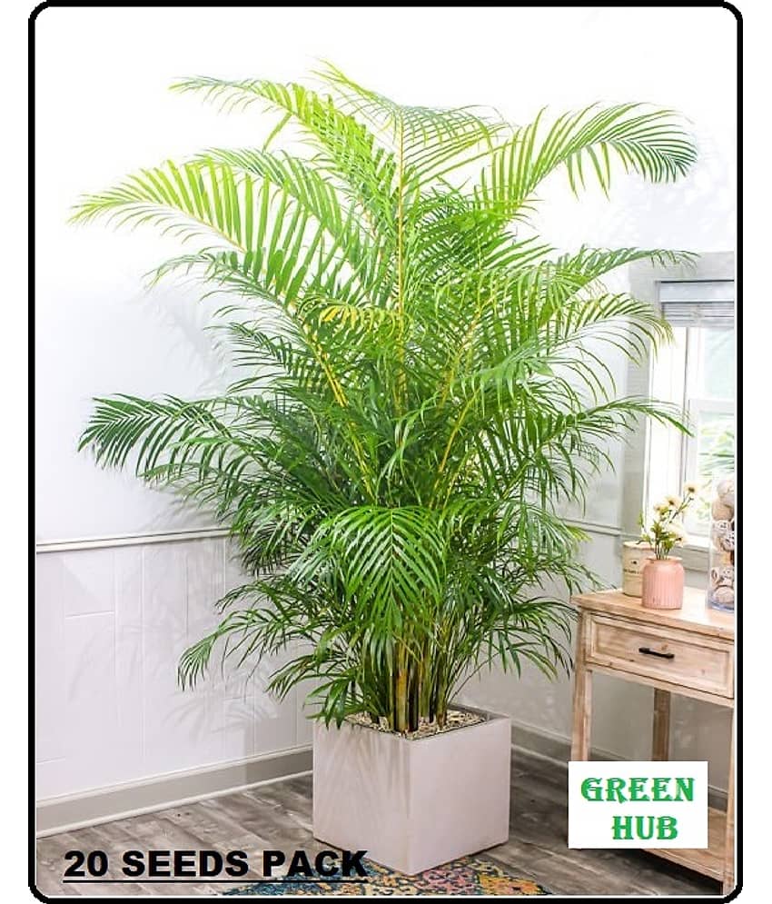 ARECA PALM ORNAMENTAL AIR PURIFYING INDOOR OUTDOOR TREE 30 SEEDS PACK WITH FREE COCOPEAT POTTING SOIL AND USER MANUAL FOR TERRACE AND HOME GARDENING CHEAP RATE ON SNAPDEAL