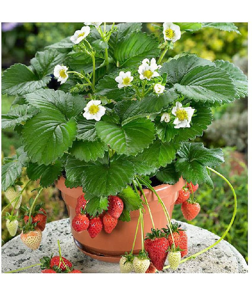 Matrix Hybrid Strawberry Seeds for Garden/Pot