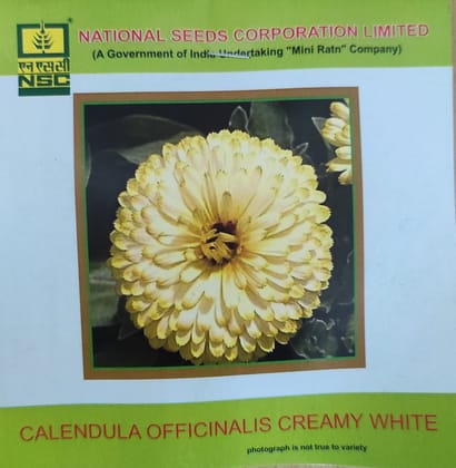 NSC Calendula Officinalis Creamy White Flower Seed - 5gm