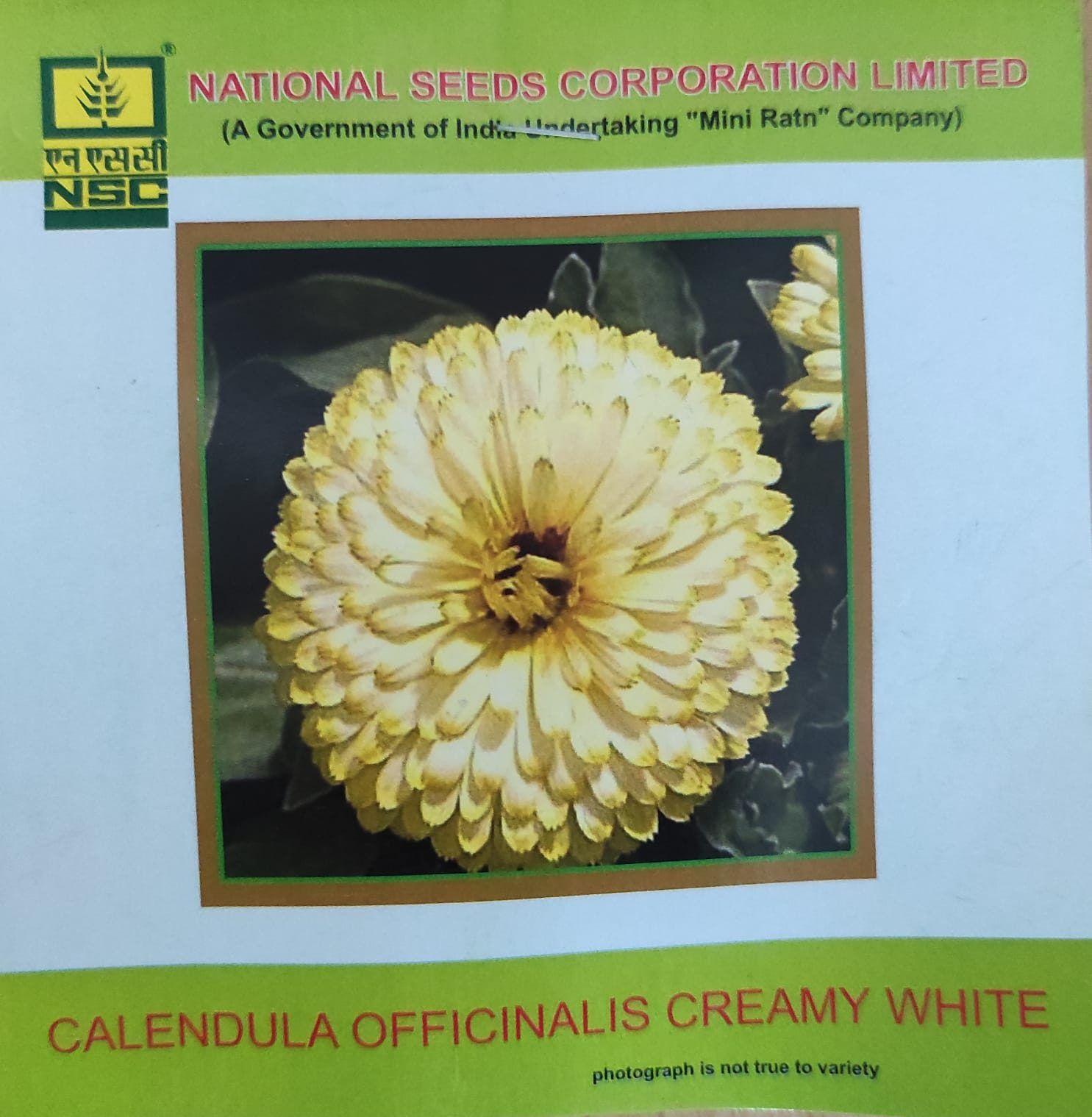 NSC Calendula Officinalis Creamy White Flower Seed - 5gm