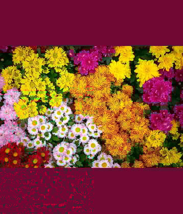 homeagro - Chrysanthemum Flower ( 50 Seeds )