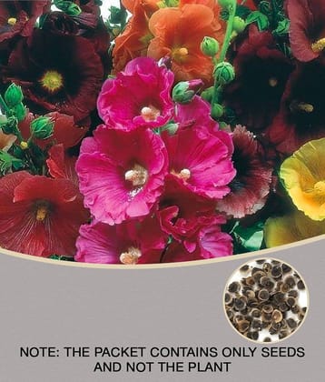homeagro - Hollyhock Mixed Flower ( 50 Seeds )
