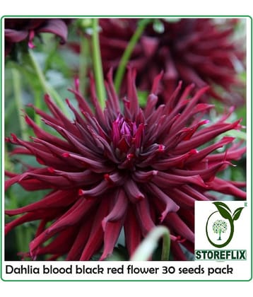 DAHLIA BLOOD RED FLOWER 30 SEEDS PACK WITH FREE SOIL AND USER MANUAL FOR HOME GRADENIG USE