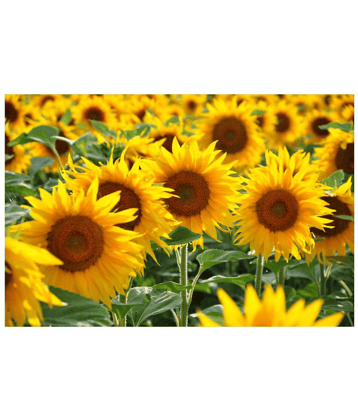 Organics Sunflower High Germinated Hybrid Seeds