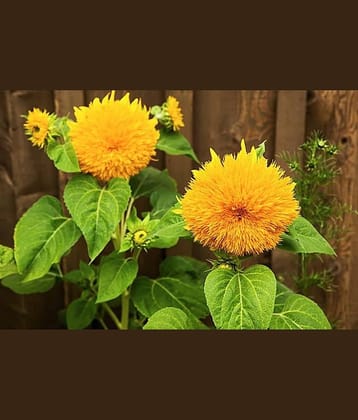 LiveNature Teddy Bear Sunflower/Surajmukhi Seeds | Summer Indoor/Outdoor Flower Seeds | Best for Home Garden & Terrace – Pack of 50 Seeds