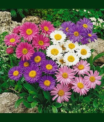 Aster Mix Live Plant 50 Seeds pack with free soil and user manual Garden [Home Garden Seeds Eco Pack] Plant Seeds