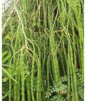 MORINGA Seeds Advance Variety Drumstick Seeds (Sahjan ki Phalli,Saragavo) 100 SEEDS PACK FOR HOME KITCHEN gardening use