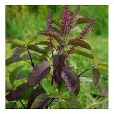 Shyama Tulsi Hydrosol