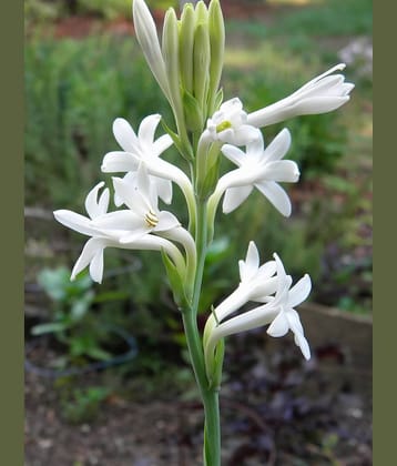 LiveNature Single Rajnigandha/Tuberose Bulbs | Summer Flower Bulbs for Home Garden & Terrace – 3 Bulbs