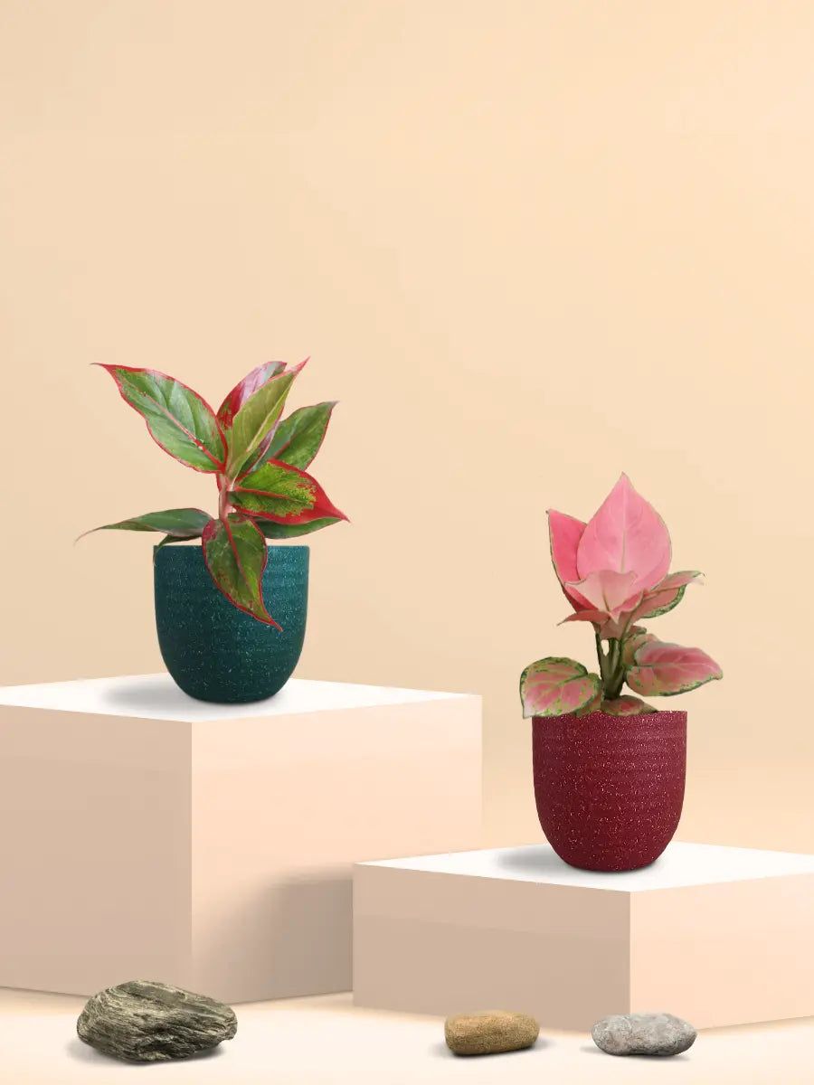 Colorful Aglaonema Combo (Small)