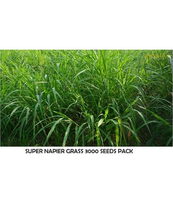 super napier green elephant grass 3000+ seeds pack for outdoor farming use with instrucion manual