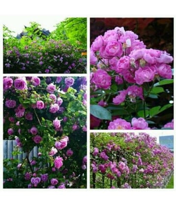 Azalea Gardens Rose Flower Seeds "Pink Climbing Rose" 20 Seeds Pack