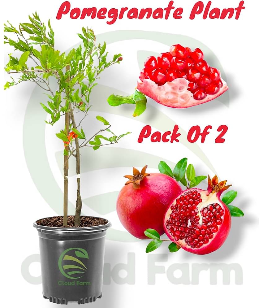 Cloud Farm Outdoor Fruit Plant ( Pack of 2 )