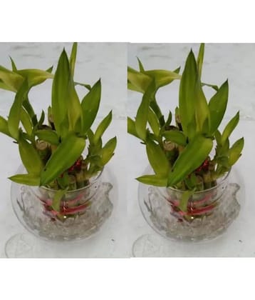Green plant indoor - Green Wild Artificial Flowers With Pot ( Pack of 2 )