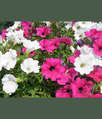 homeagro - Petunia Mixed Flower ( 50 Seeds )