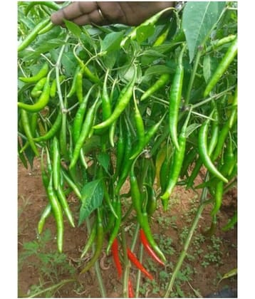 Green Hot Chilli Seed 100 Seed Pack + Instruction Manual