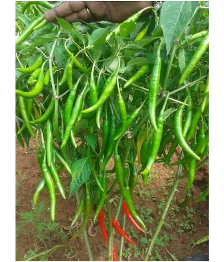 Green Hot Chilli Seed 100 Seed Pack + Instruction Manual
