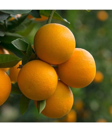Valencia Orange Tree Fruit 10 Seeds Citrus Tree Seeds Good germination Seeds