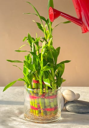 Lucky Bamboo 3 Layers Indoor Plant