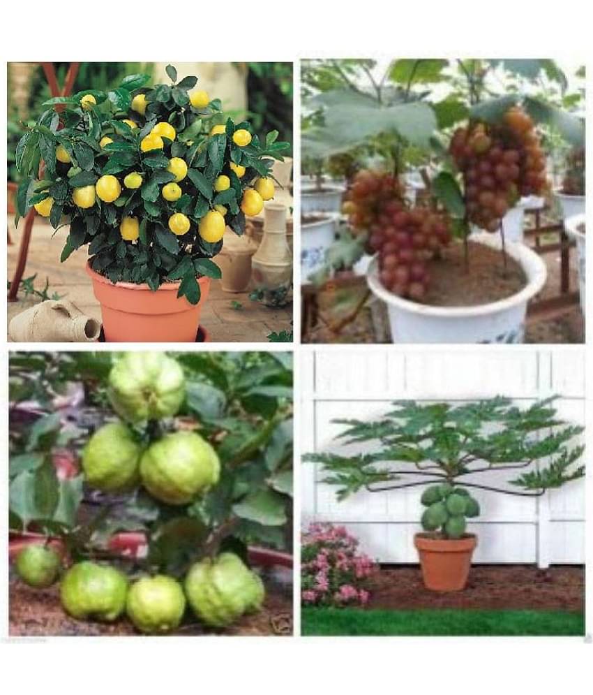 pack of 4 fruit seeds (GUAVA GRAPES PAPAYA LEMON) 10-10 SEEDS OF EACH ONE FRUIT WITH MANUAL