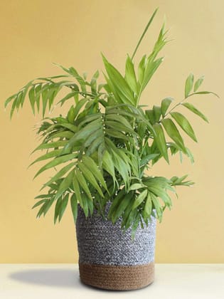 Chamaedorea Palm (X-Large)
