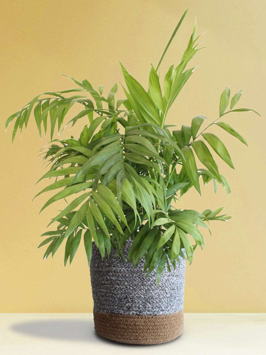 Chamaedorea Palm (X-Large)
