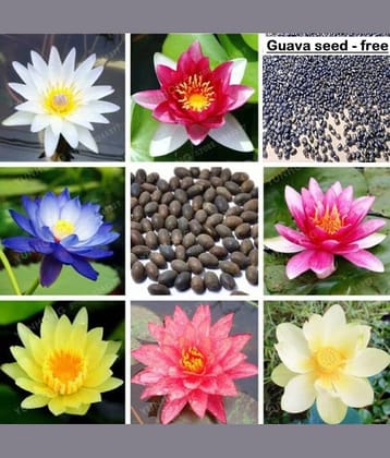 Lotus Flower Seeds mix Colors Seeds For Home Garden 20 Seeds + free seed