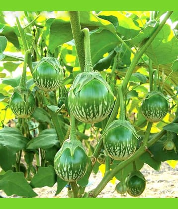 Jignisha Seeds Green Round Brinjal Vegetable ( 50 Seeds )