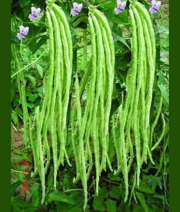 Lobia/Cowpea Beans 25 Seeds PACK WITH USER MANUAL F1 Hybrid Seeds For Home Garden Vegetable Seeds Grow All Season