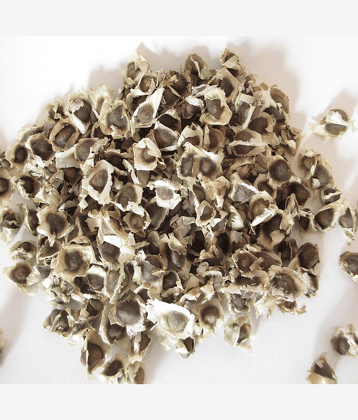 Hybrid Moringa oleifera Drumstick Vegetable Tree Seeds ( 20 Seeds Pack )
