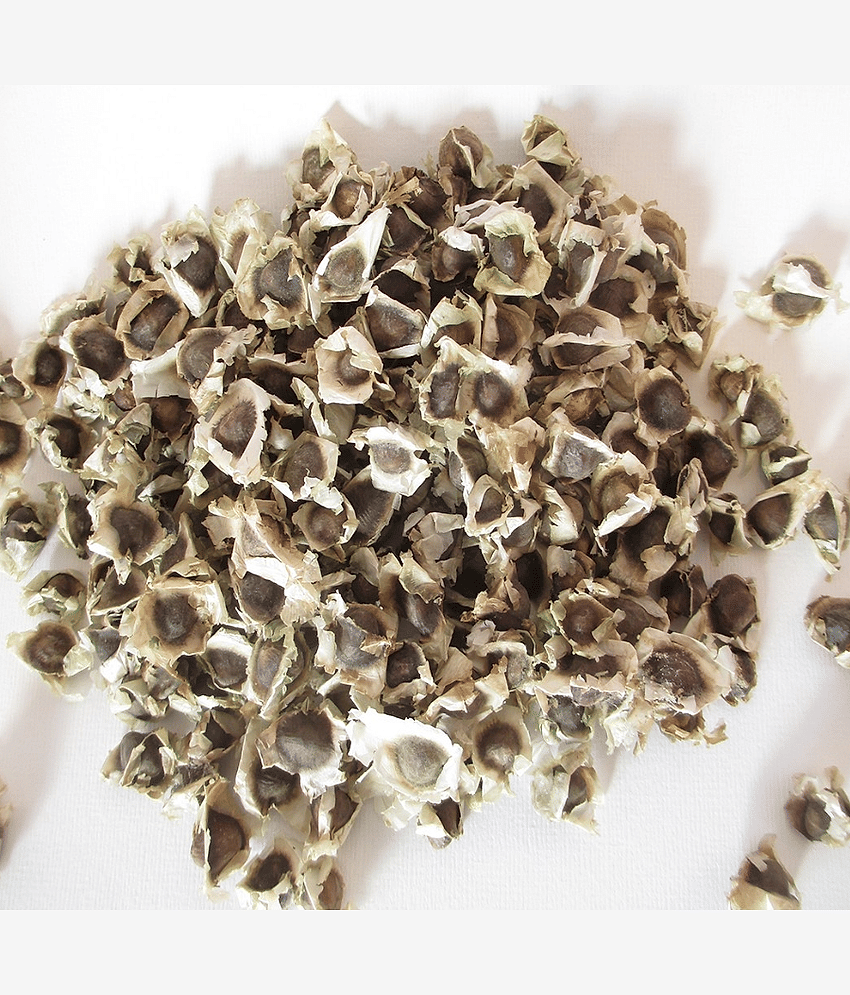 Hybrid Moringa oleifera Drumstick Vegetable Tree Seeds ( 20 Seeds Pack )