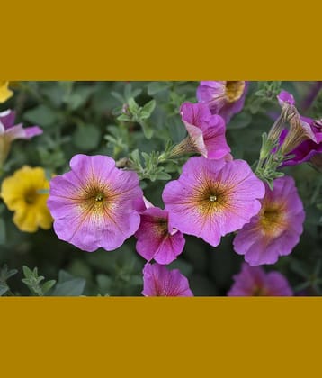 homeagro - Petunia Mixed Flower ( 50 Seeds )