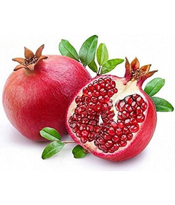 Azalea gardens 20 Organic Turkey Giant Pomegranate Seeds - Punica Granatum Shrub Fruit SEEDS