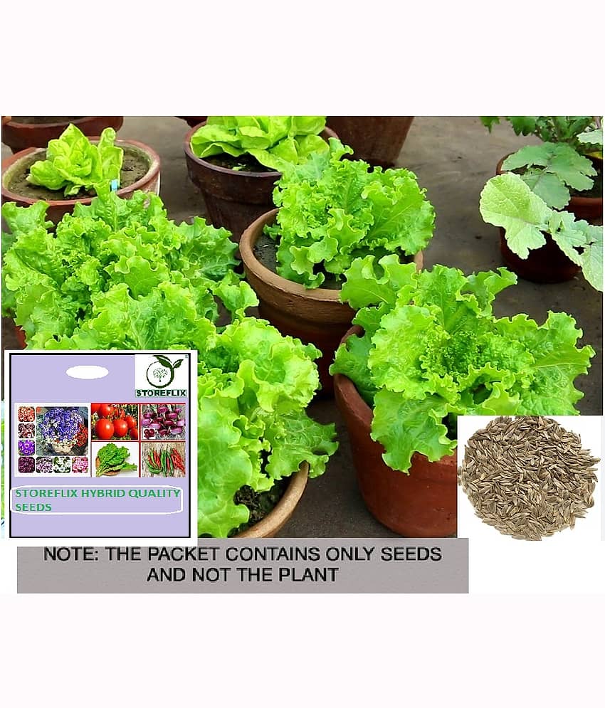 STOREFLIX Lettuce Vegetable ( 100 Seeds )