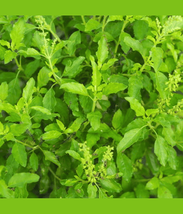 Jignisha Seeds Organic Tulsi (Holy Basil) Herb ( 100 Seeds )